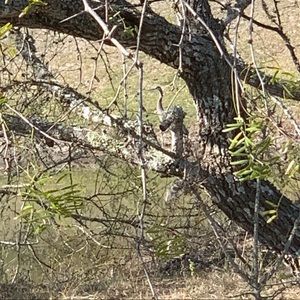 Meet your Posher, Lexi